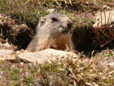 Location Nevache , Vallée de la Clarée : marmotte
